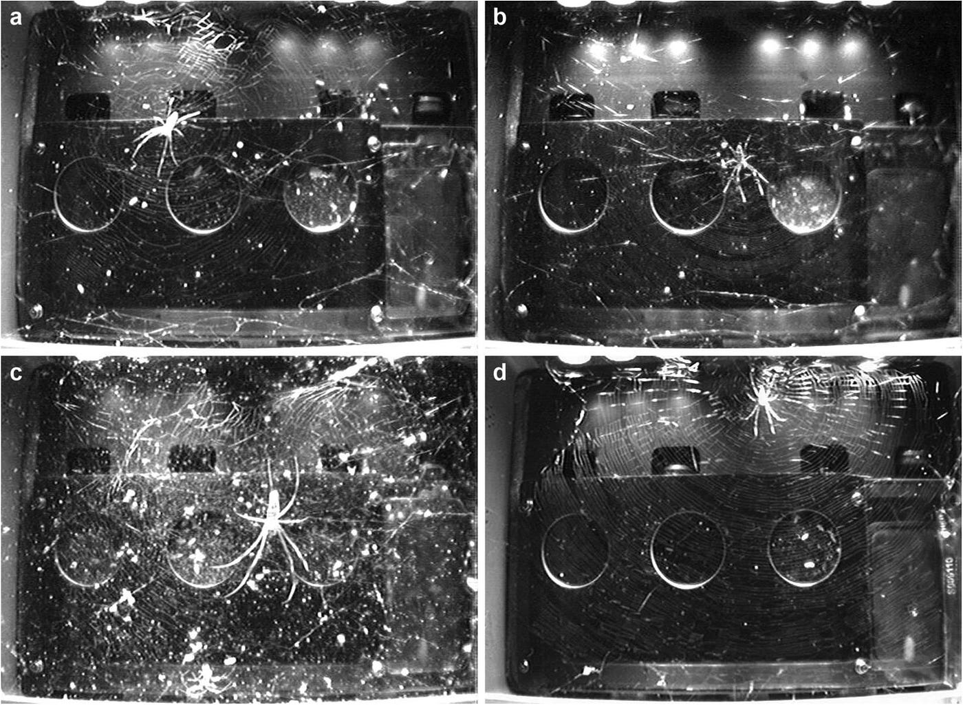 Spiders in Space? What Could Go Wrong? | The Cosmic Companion