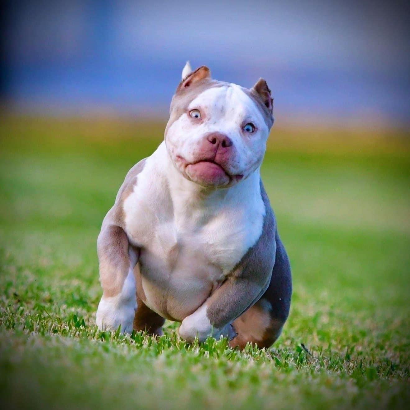 The Micro Bully: Is It the Smallest Luxury Bully Breed For You