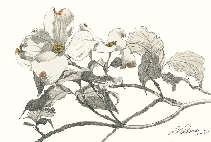 paulsmith 23AW 'Drawing Flower' テーパード paulsmith 23AW 'Drawing Flower' テーパード paulsmith 23AW