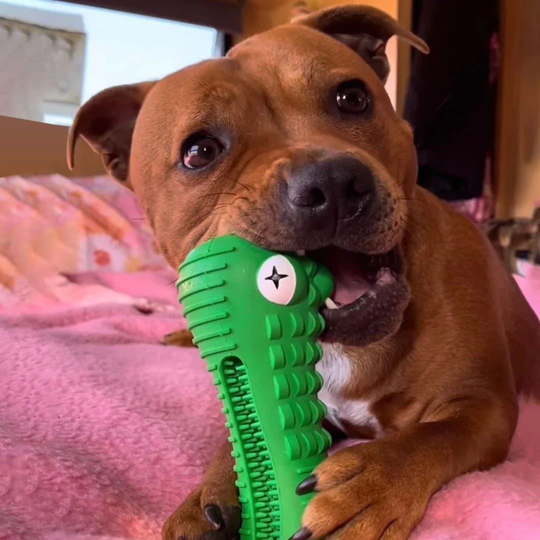 Best chew store toys for staffies