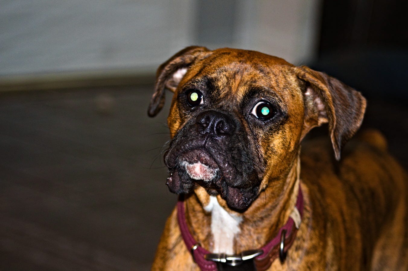 Do Boxers Have Separation Anxiety