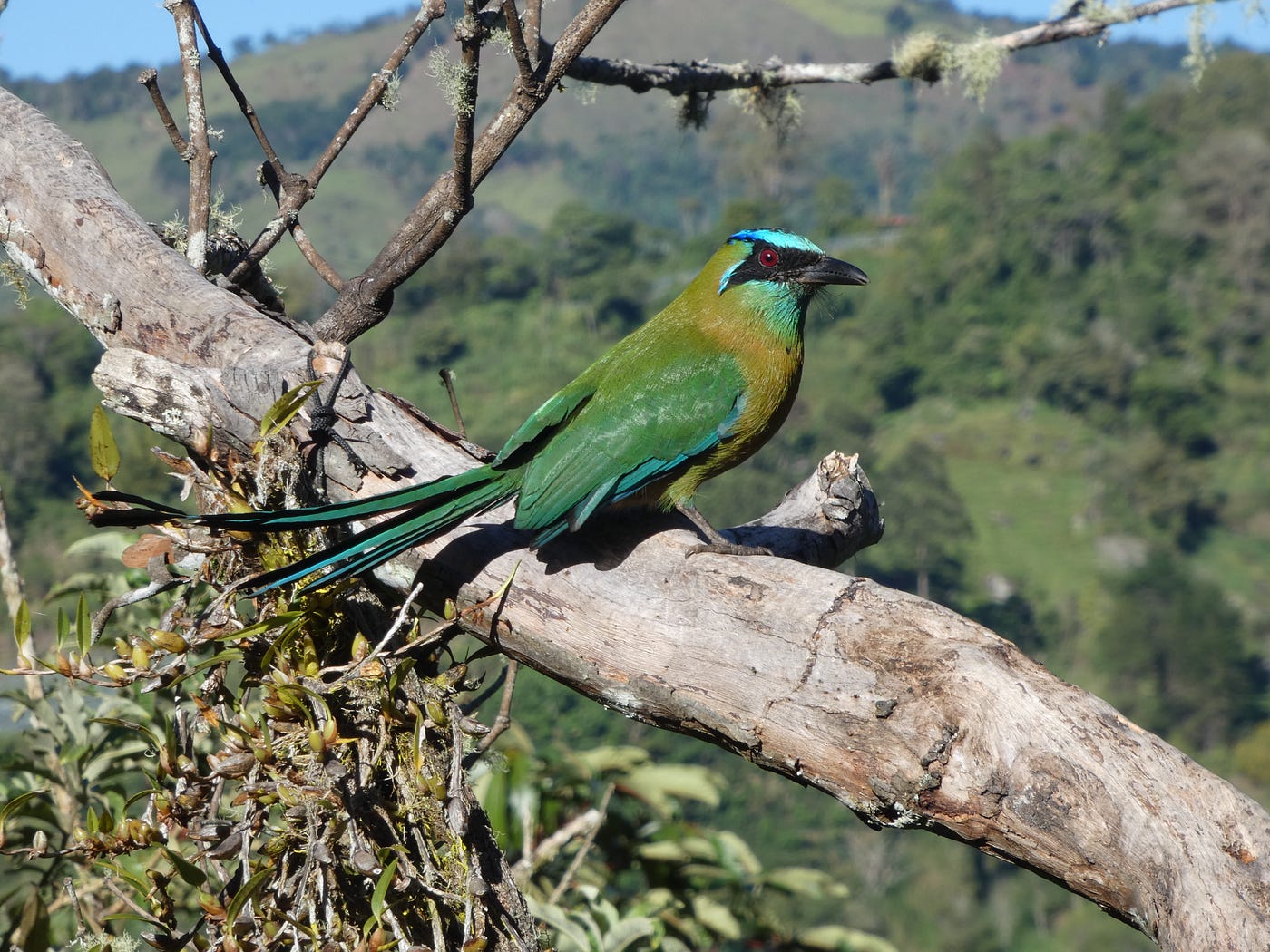 El Pájaro Bobo que No Tiene Nada de Bobo: Los Momotos de Costa Rica