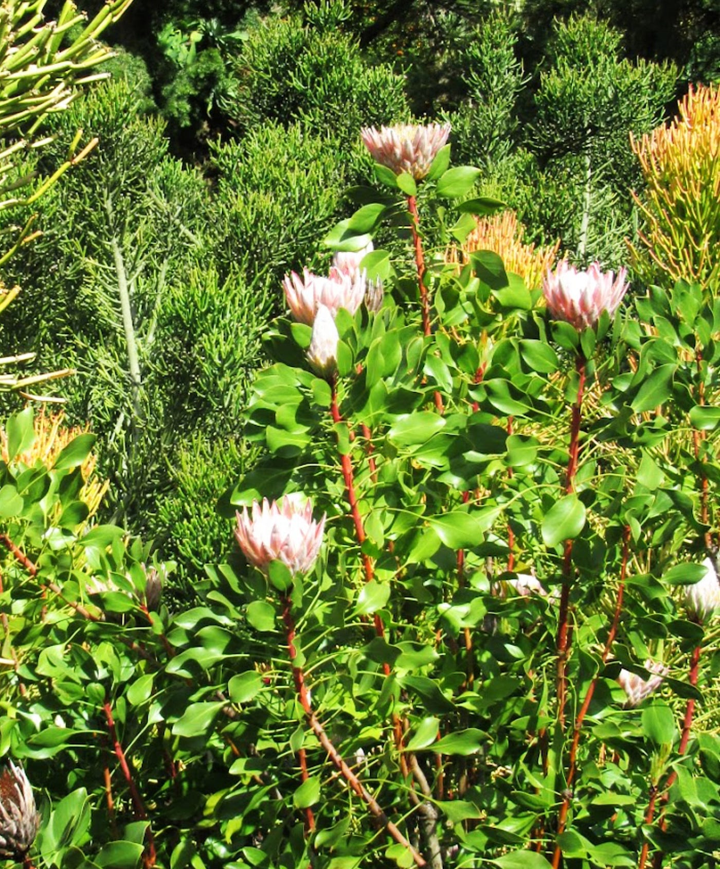 The Unusual Flora of Kula Botanical Gardens — Maui | by Carol