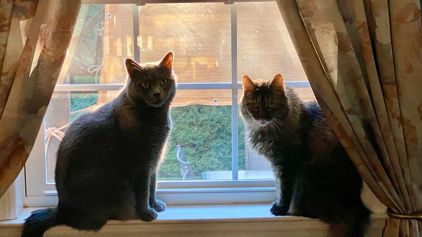 Bird session interrupted. Author's photo.
