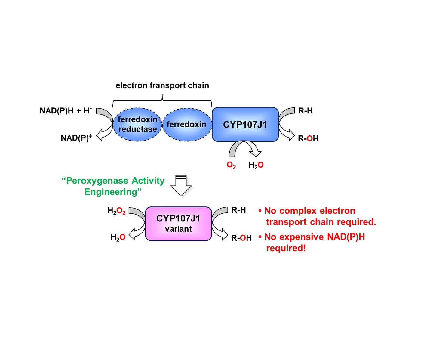 Redesigning an Elusive Bacterial Enzyme into an Efficient Green Catalyst