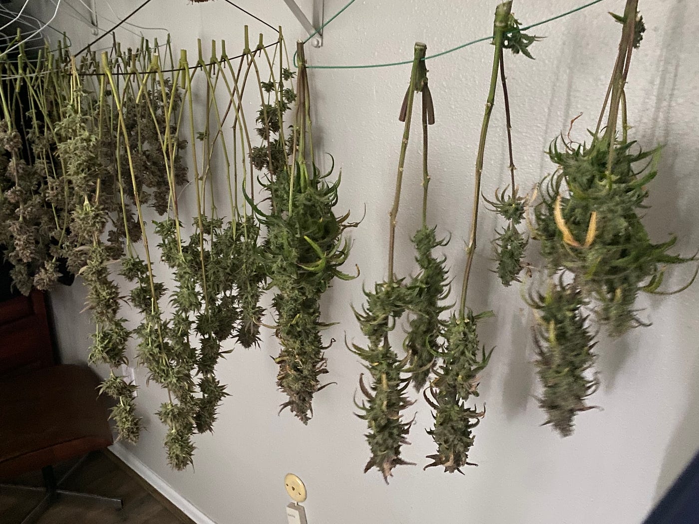 How long does it take to dry when you're hanging branches? | by Ben Owens  | Medium