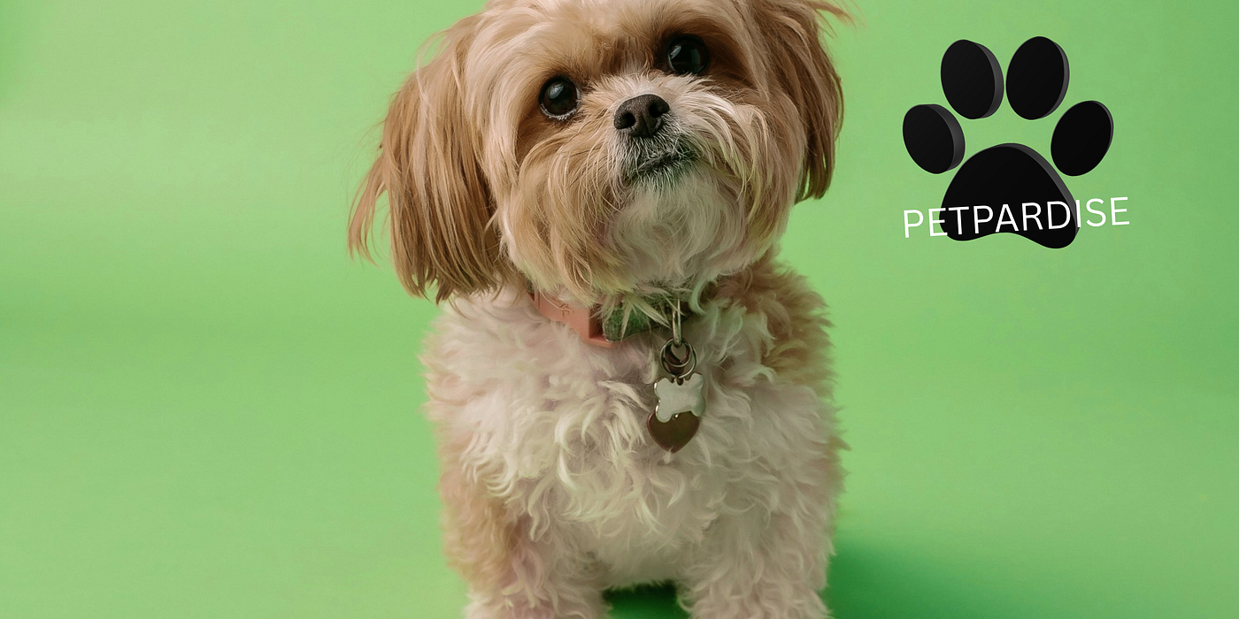 10 Essential Pet Care Tips Every Pet Owner Should Know