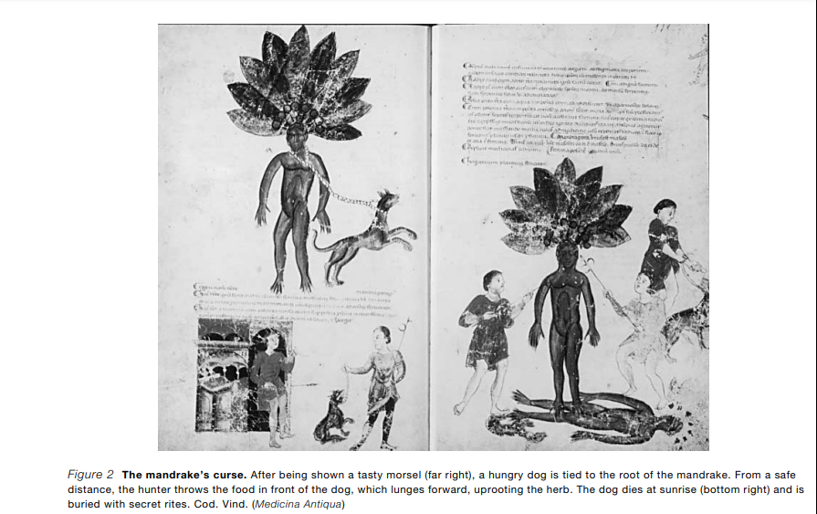 Mandrake Plant: A Viagra of The Ancient World? | by Nurma Komala-Hadi |  Astro Pagan