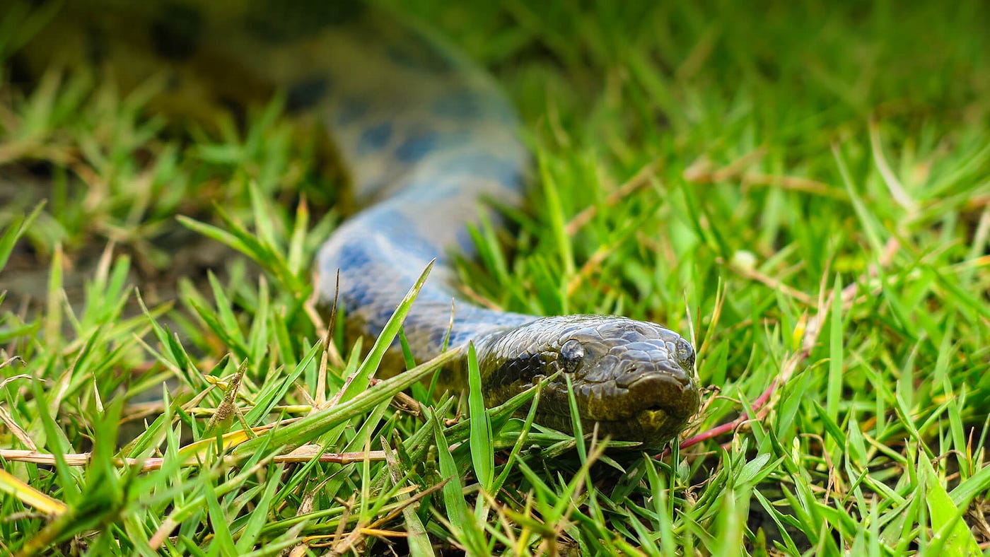 A Complete Guide to Anaconda Installation | by Omprakash Sah | Medium