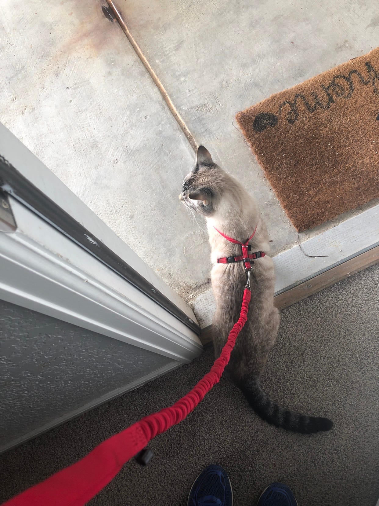Can a Cat Be Trained to Walk on a Leash: Expert Tips