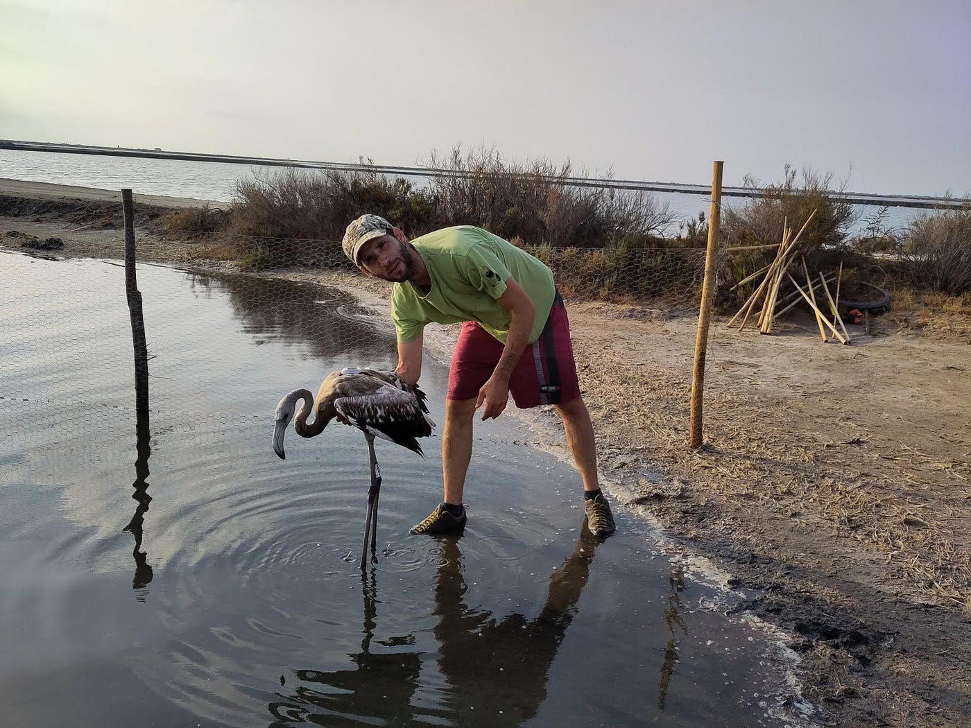 Elie Gaget checks a young flamingo’s leg tag. (Credit: Jocelyn Champagnon, with kind permission.)