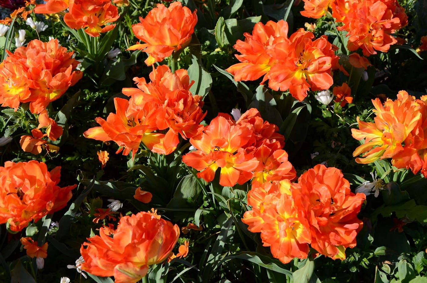 Vivid colors erupt throughout the gardens