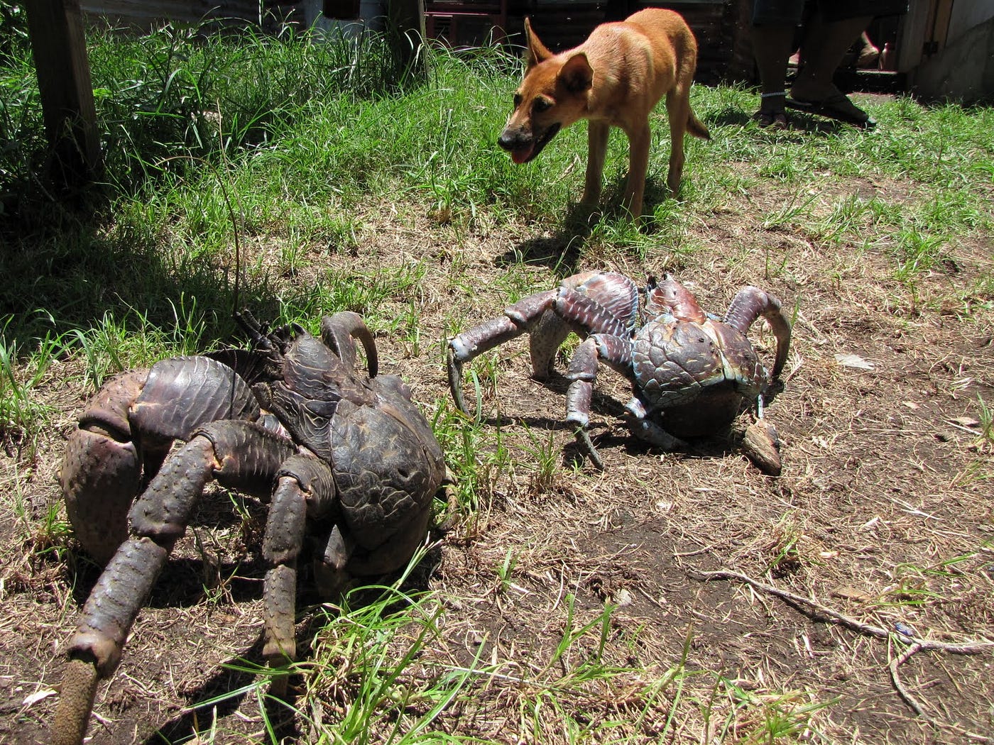 coconut crab attacks human
