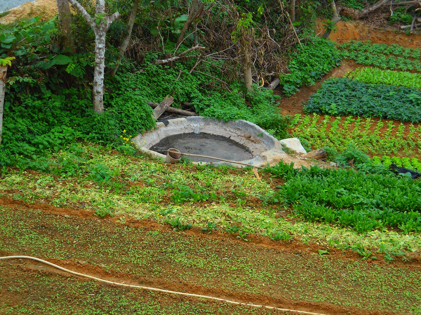 Organic Slow Release Fertiliser Australia: Feed Your Soil, Not Just Your Plants