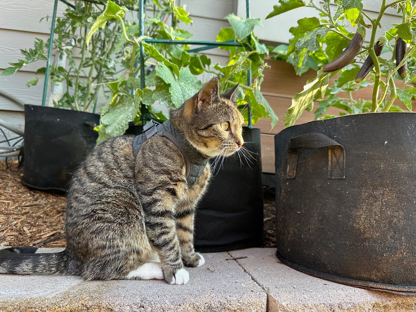 What to Grow in a Denver Garden: Top Picks Revealed