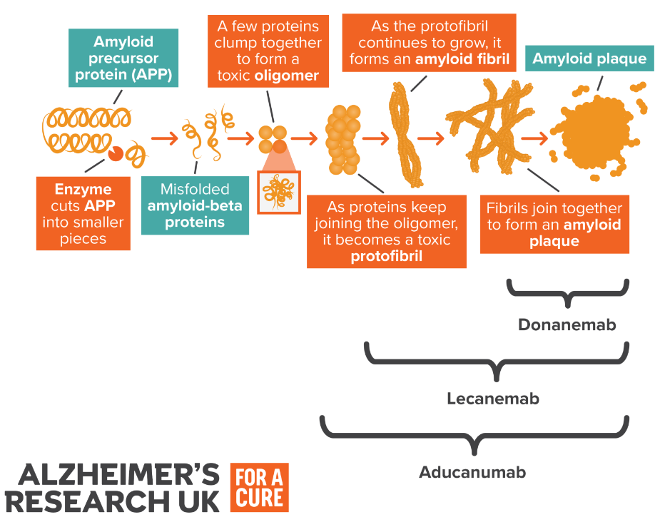 Amyloid Precursor Protein Processing And Alzheimer's Disease