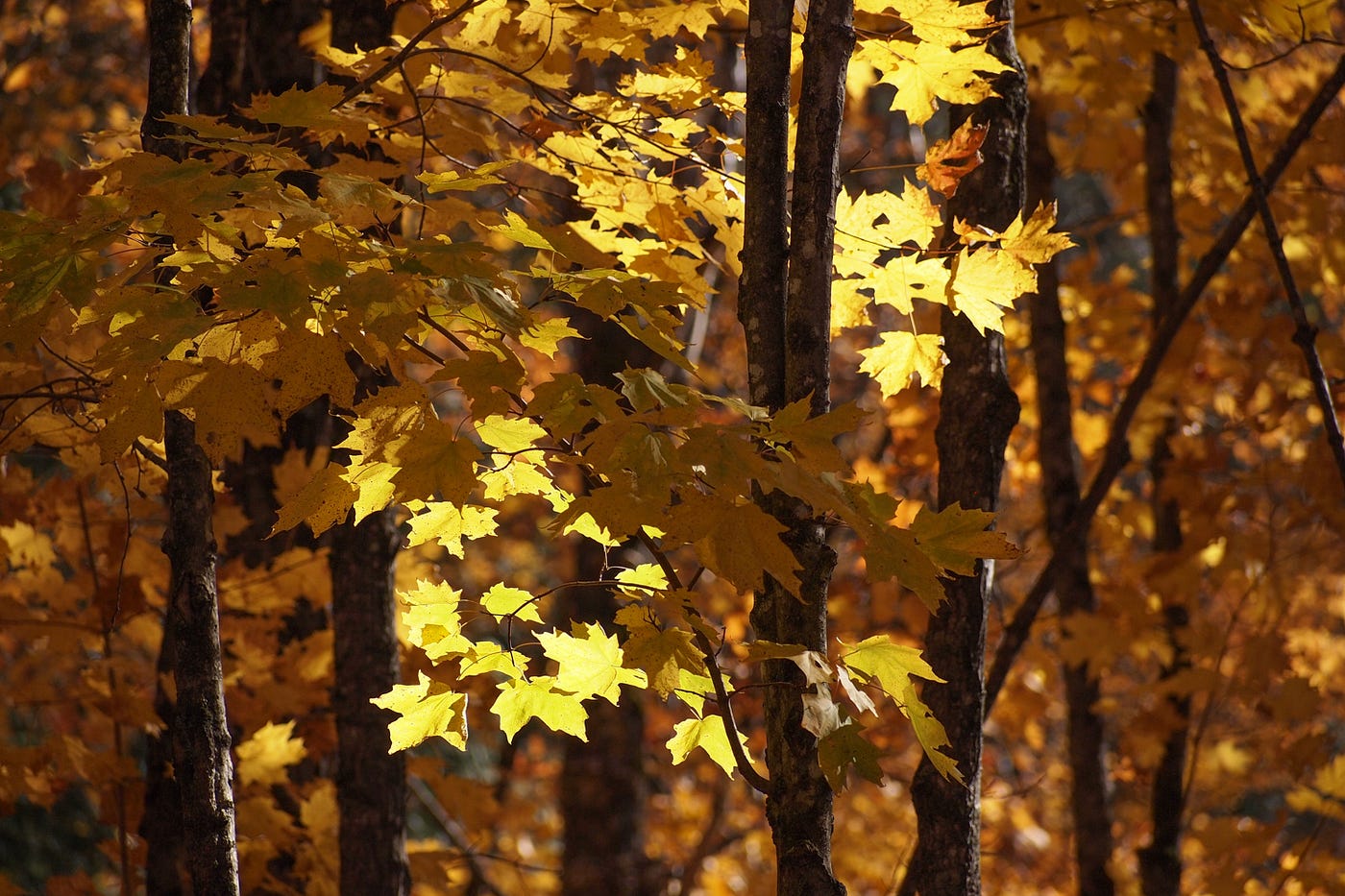 Mon premier blog, c’est l’automne et les oiseaux s’en vont