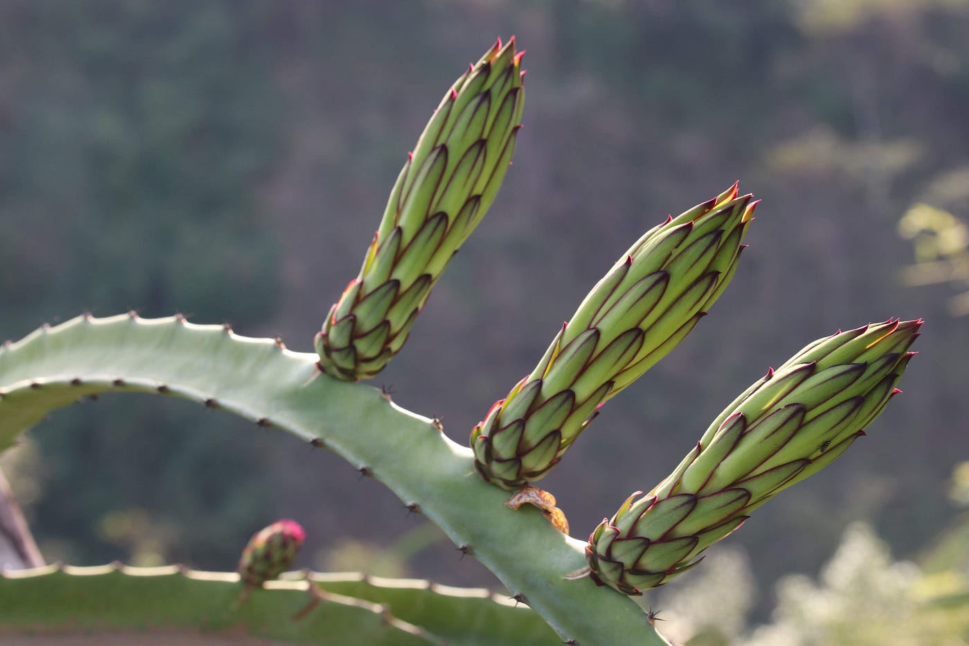 Dragon Fruit Cactus – Carlo's Plant Farm