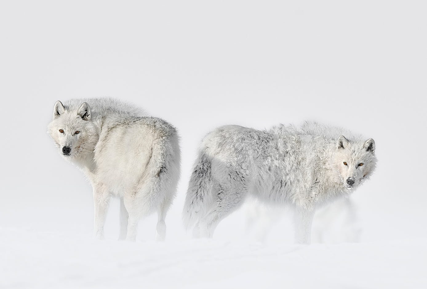 Prime Wolf Arctic White