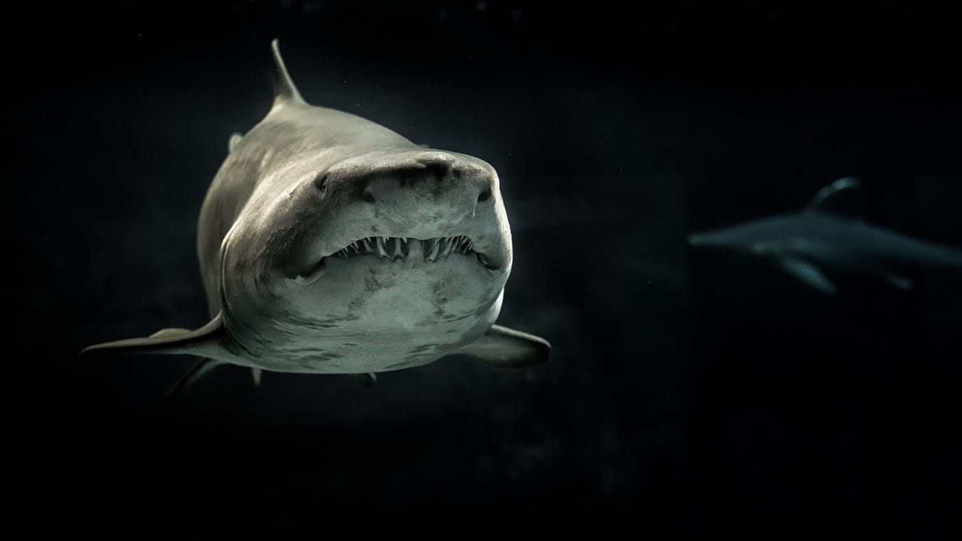 The Demon Shark: A New Shark Discovered Deep Off the Australian Coast