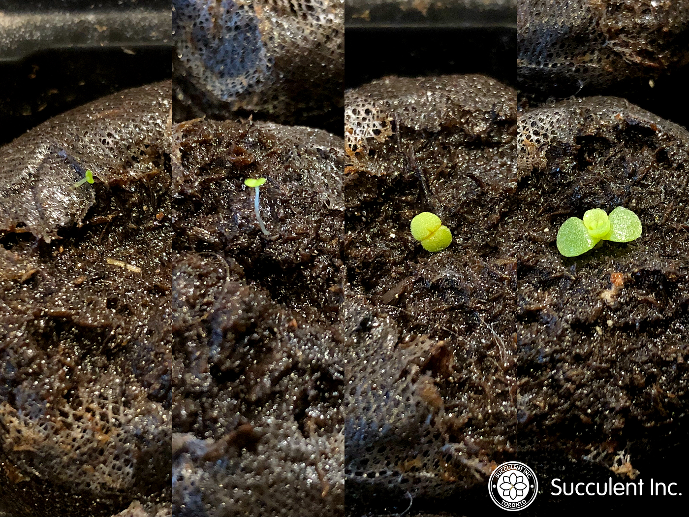 How to Grow Succulents from Seeds | by Succulent Inc. | Medium