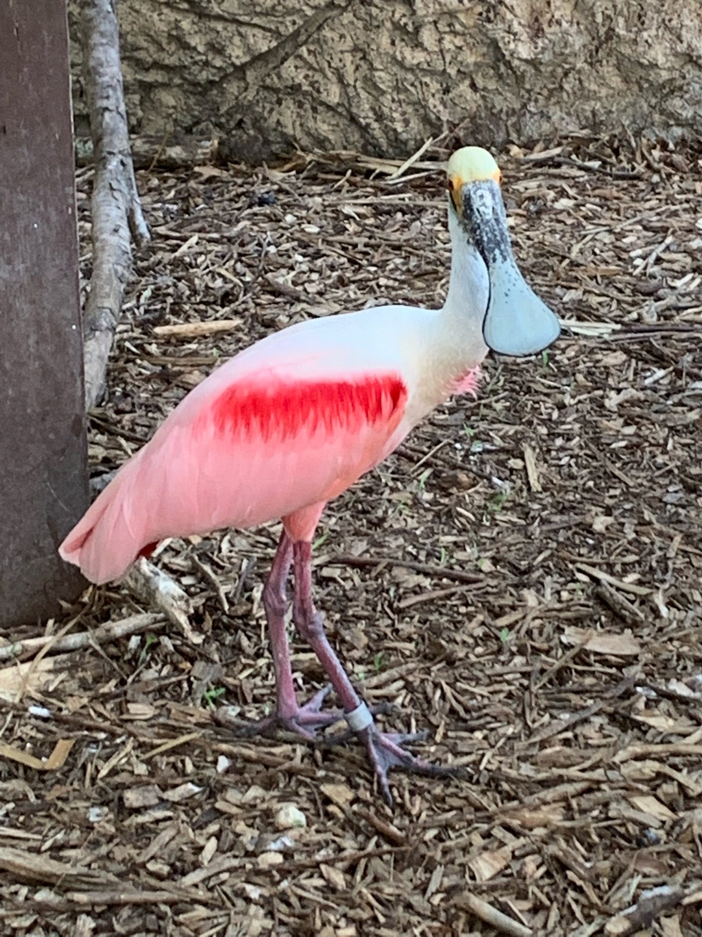 Roseate Spoonbill at the local zoo. Photo by author