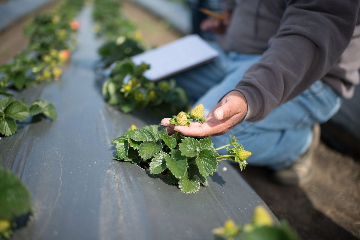 East of Eden and the modern miracle of iceberg lettuce by Arable