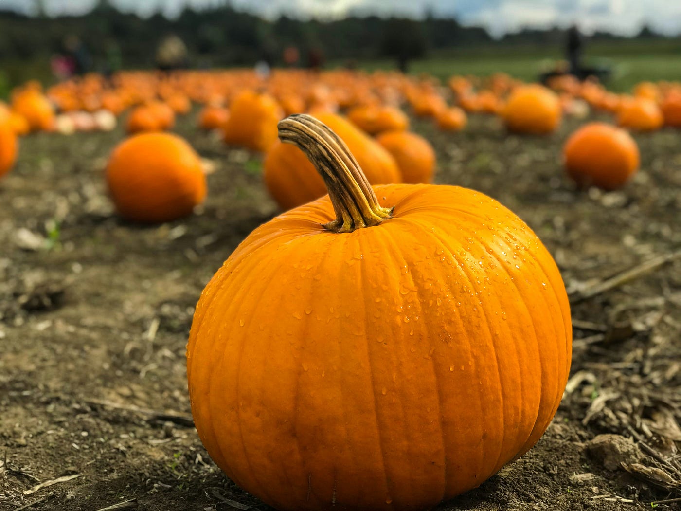 The Pumpkin Saga