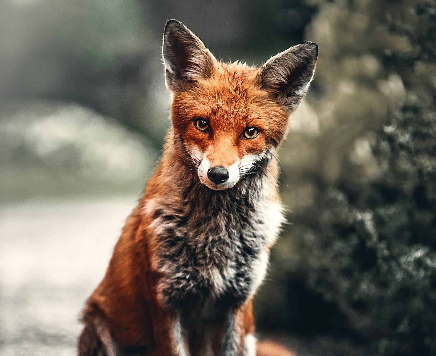 Bitcoin Is For Foxes. hedgehogs beware | by allen farrington | Medium