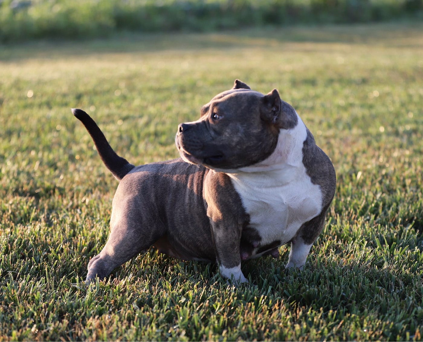 Smoke the Micro Bully: Inside Southeast Bully Kennels’ Ethical Breeding Program