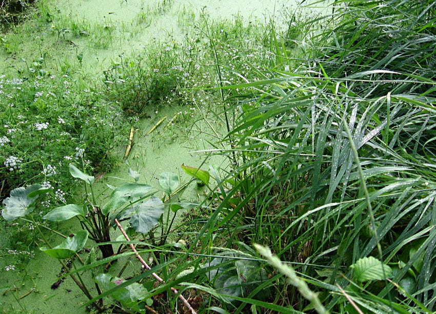 кладовая солнца топкое место в болоте. блудово болото и слепая елань. елань кладовая солнца. пришвин книги. блудово болото пришвин.