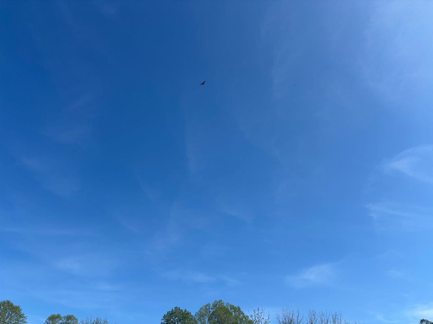 Hawk’s alert – (photo by the author)