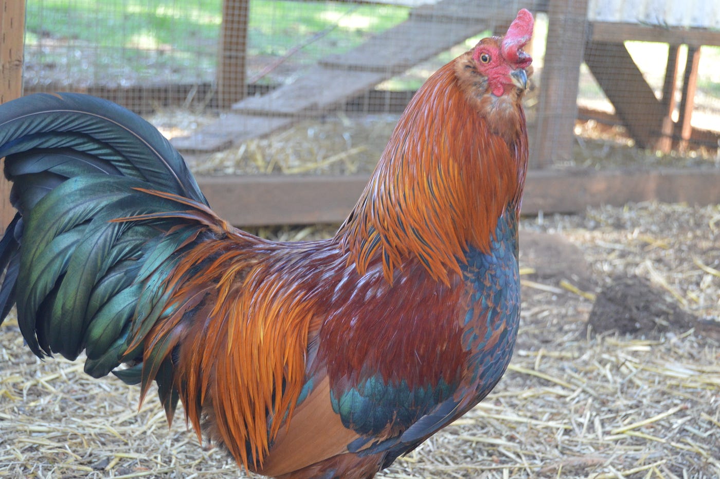 Is a Rooster a Bird: Surprising Facts You Need to Know