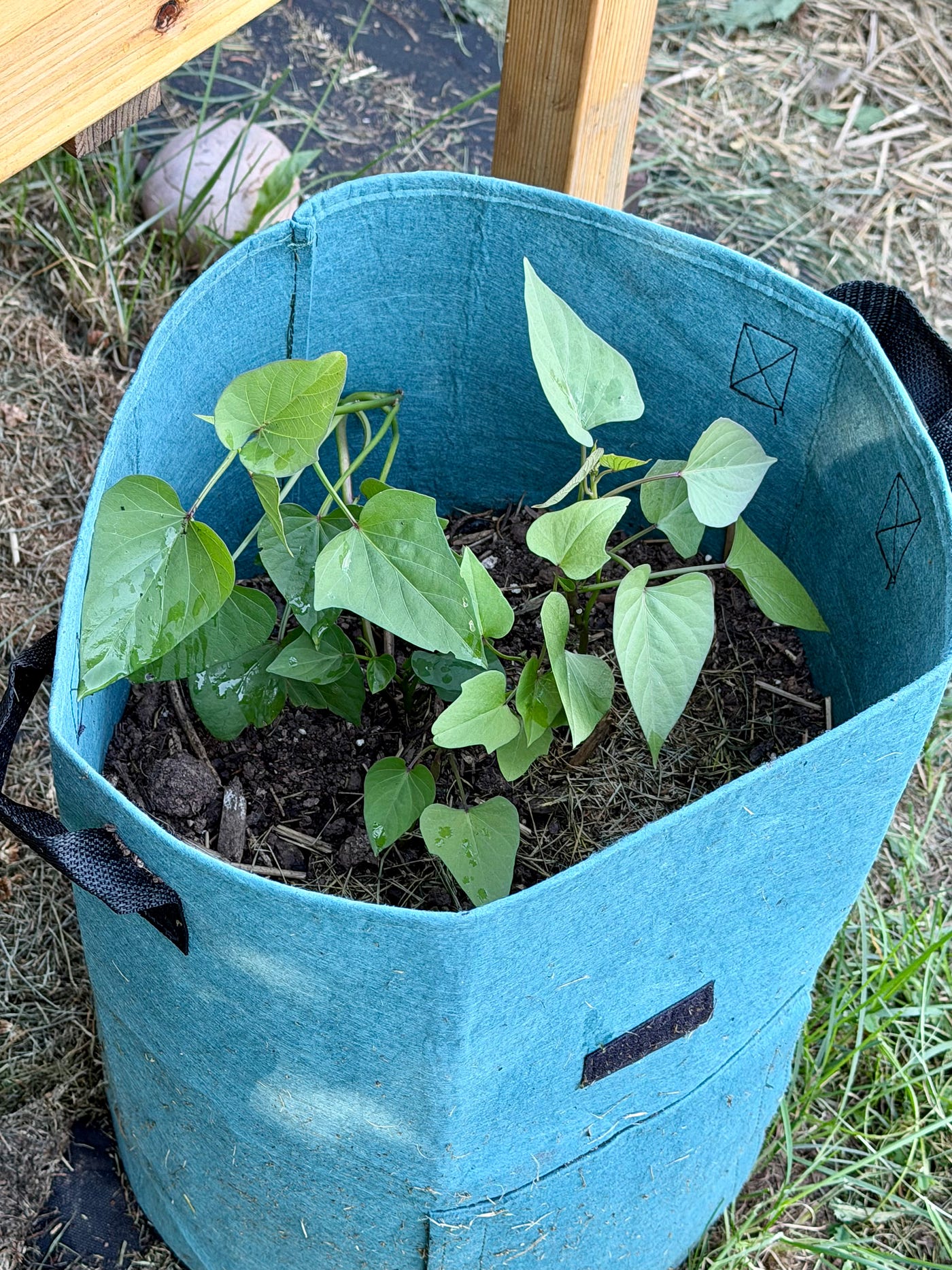 Yukon Gold (Left) and Sweet Potatoes/Author Photos
