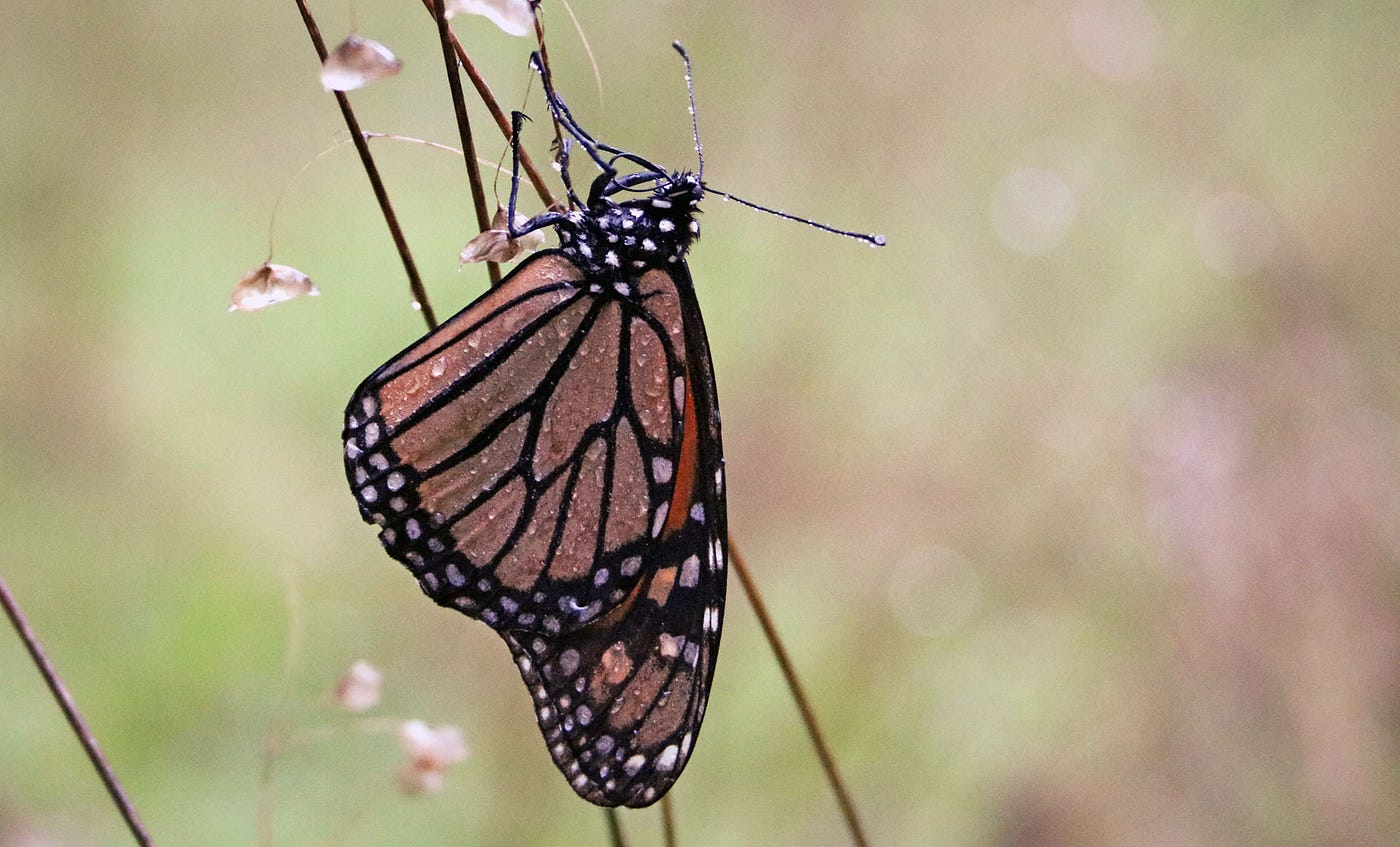 Can Monarch Butterflies Survive Cold Weather: Shocking Truth Revealed