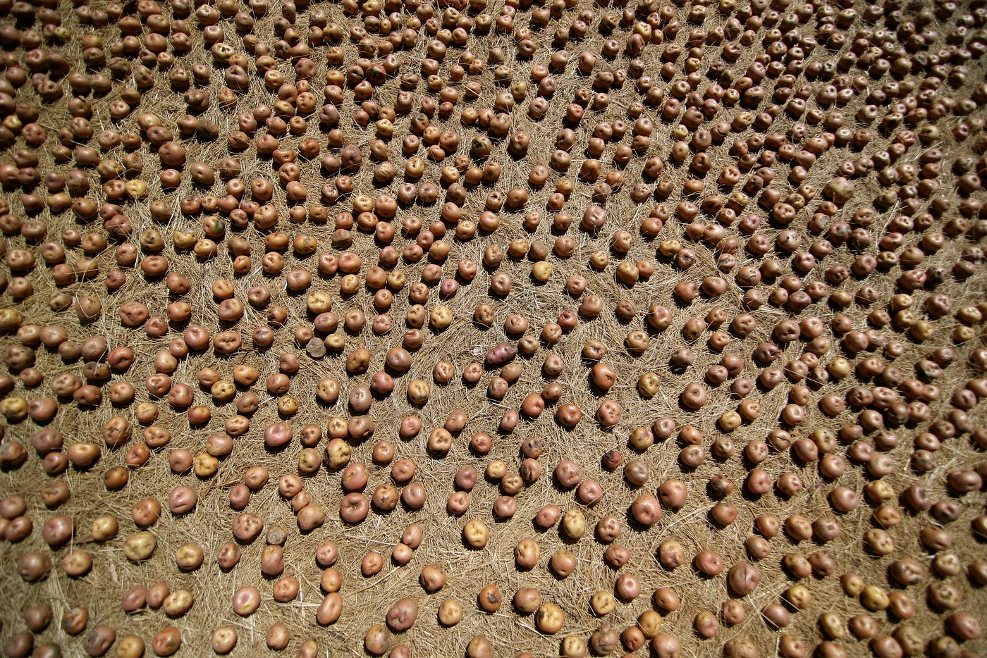 Chuño drying in the sun. Credit: Nathan Gibbs on Flickr