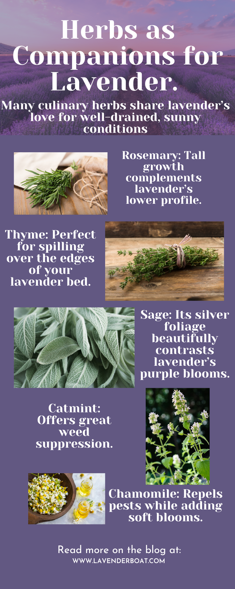 green lavender cotton plant Green Santolina main image 0