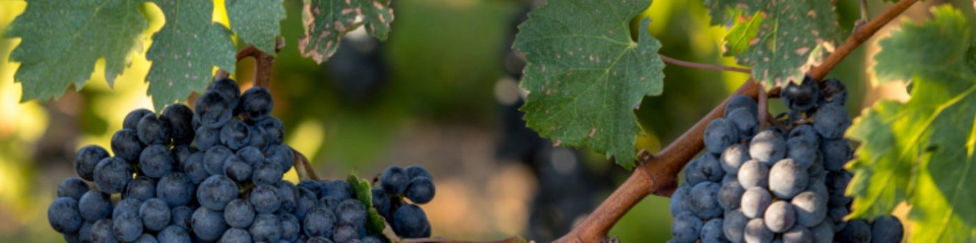 Bitki Doku Kültürü — Üzüm Dokusu Kullanarak Resveratrol Kimyasalının Üretiminin Artırılması