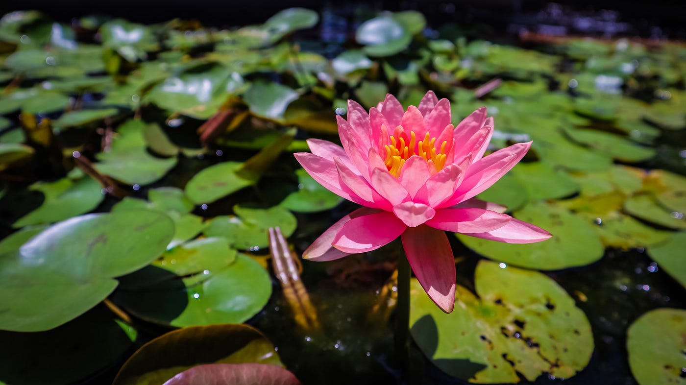 What water lilies and lotuses teach us -