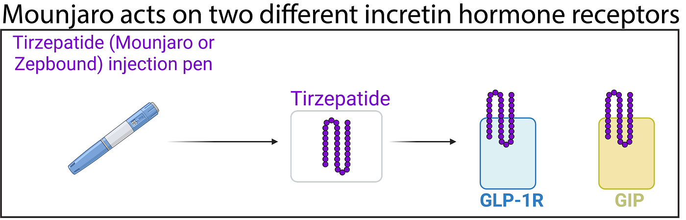is tirzepatide made from lizards The strange link between a venomous lizard and modern weight-loss drugs |  by Dr Chris Earl MOL-BIO
