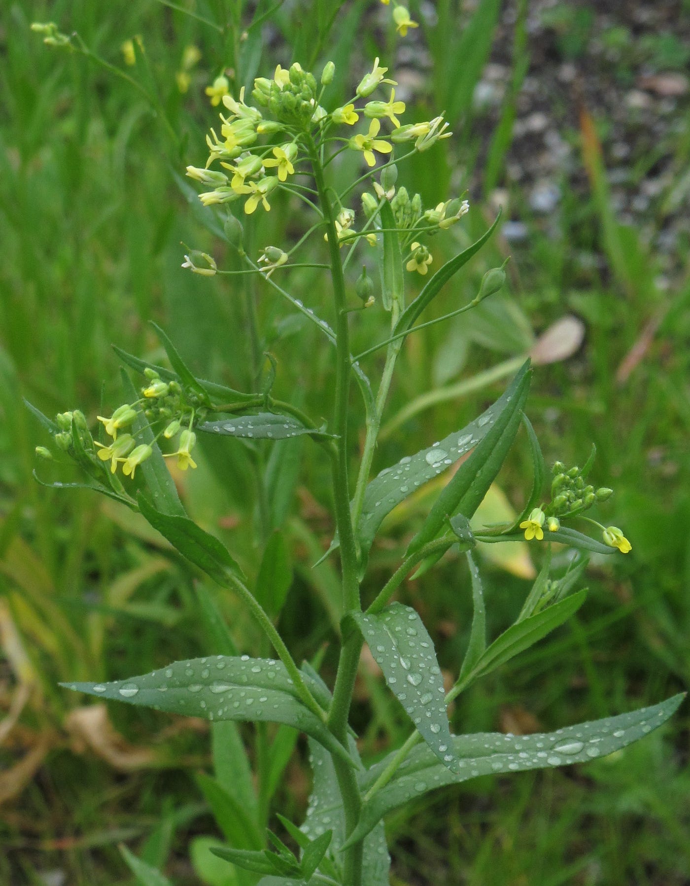 Ancient Gold  Camelina: A Botanical History | by Danielle Herring | Plant  Based Past | Medium