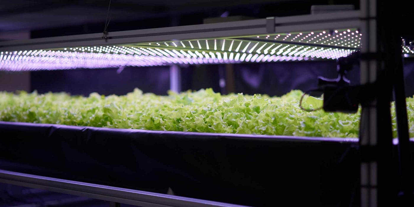 Ouverture d’une gigantesque ferme verticale au Danemark