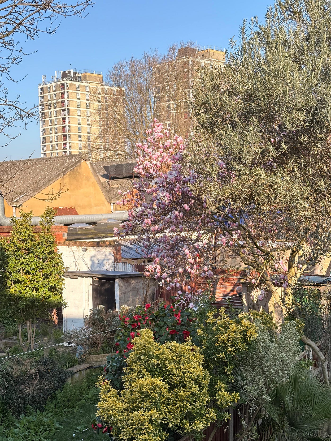Dear Pink Magnolias in My Backyard