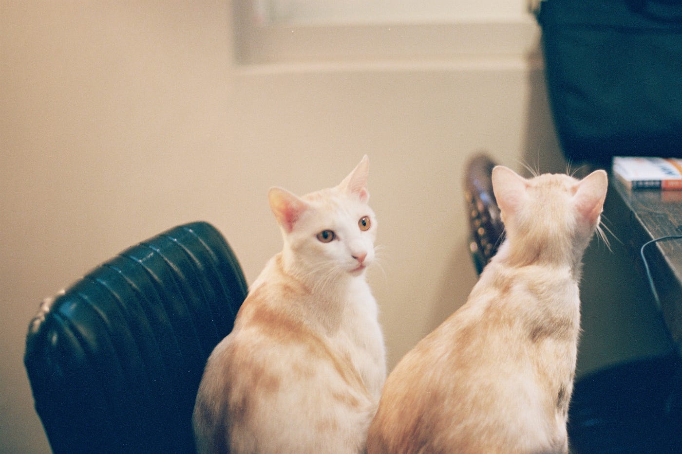 Phone Camera Blind Test (Pixel 3, iPhone, Moto G5, Ricoh GR2)