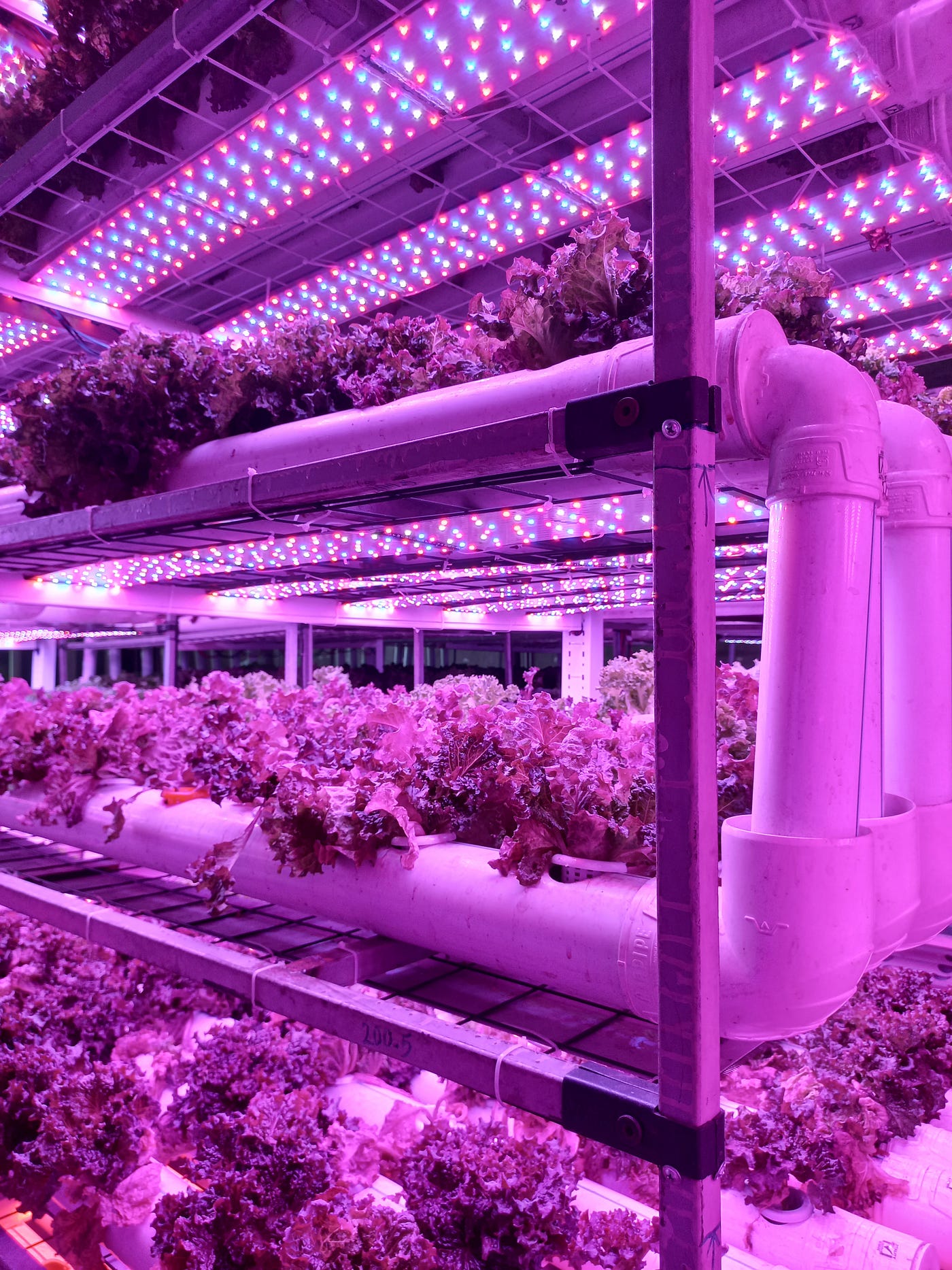 The Purple Revolution in the heart of Iranian Azerbaijan: Leveraging customized light spectrums for optimal plant growth at the Yashil Kesht Fanavar Sahand complex.