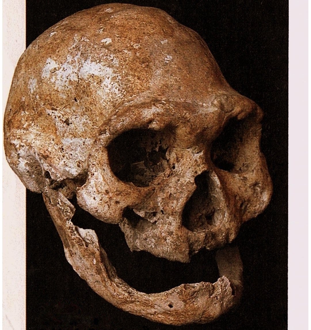Homo habilis—A Premature Discovery: Remembered by One of Its