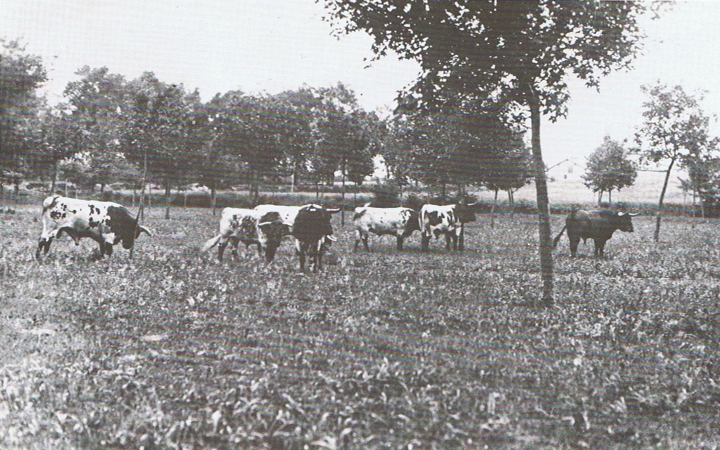 Reses del ganadero Cándido Díaz, lidiadas en 1920, pastando en el Sario.