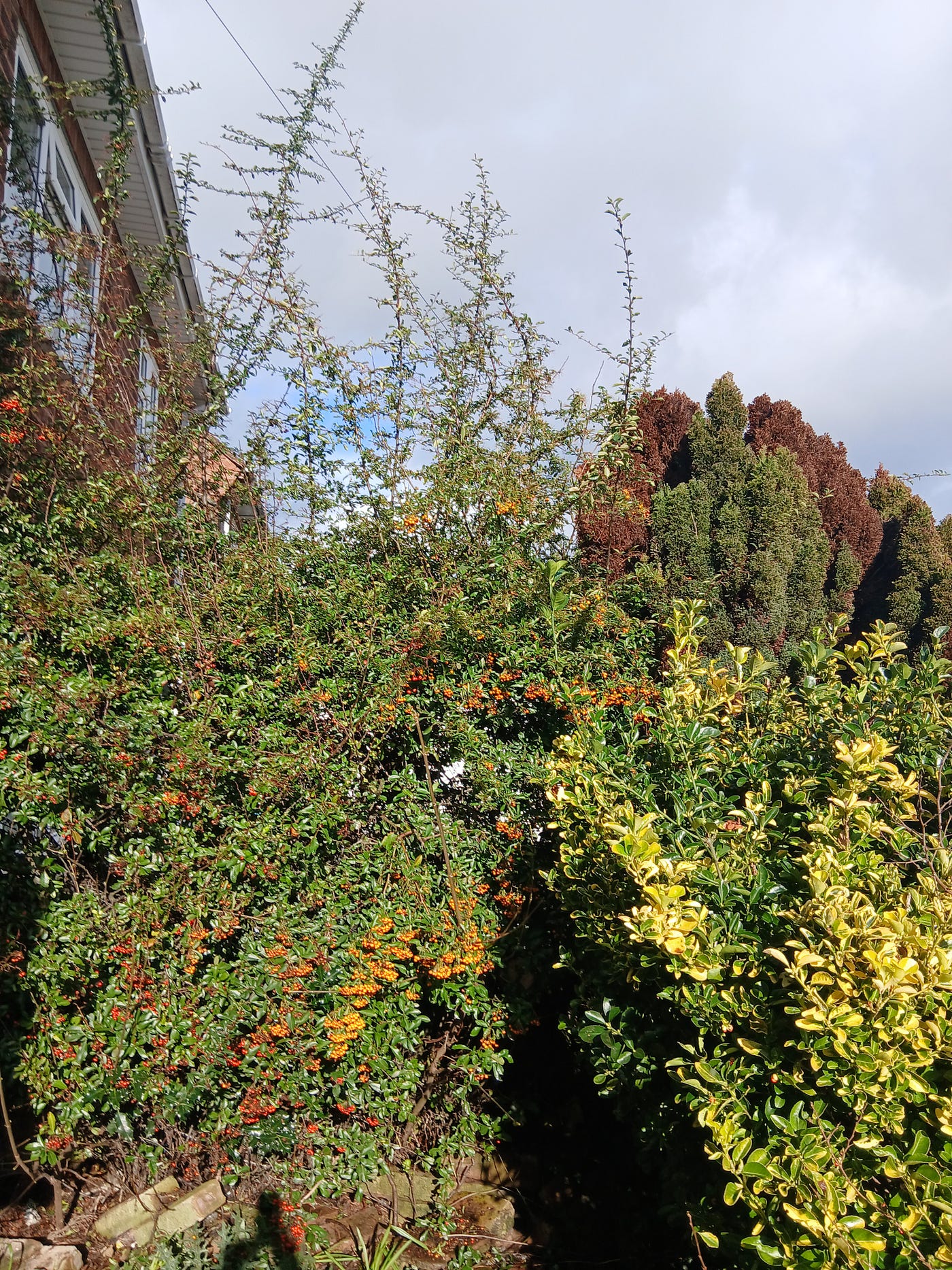 Photo of berries by your rhymer