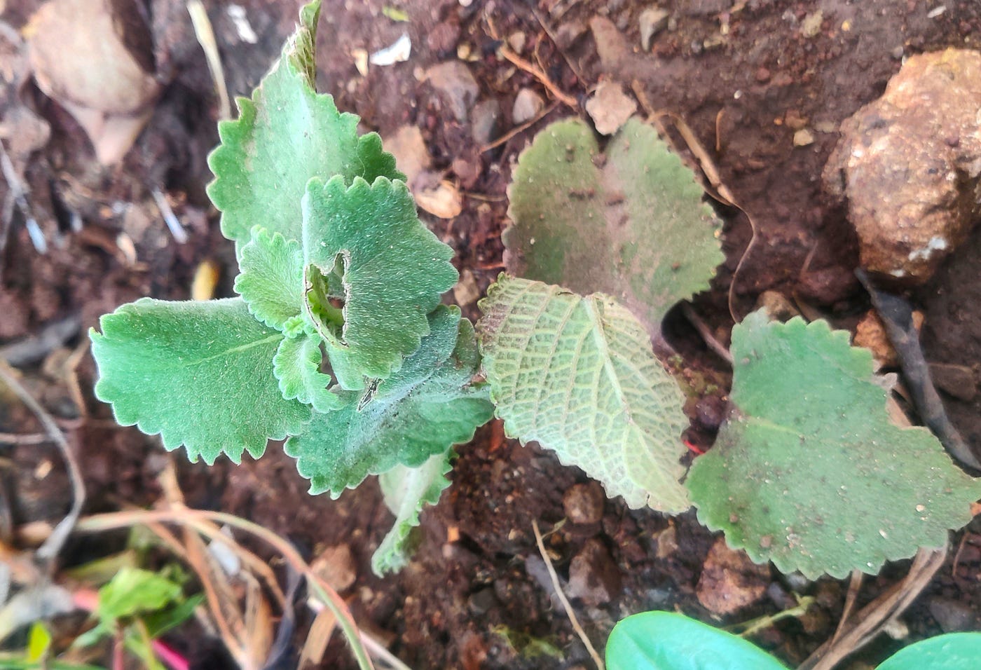 How French Thyme Squashes the Mucus That My Sinus Lives On