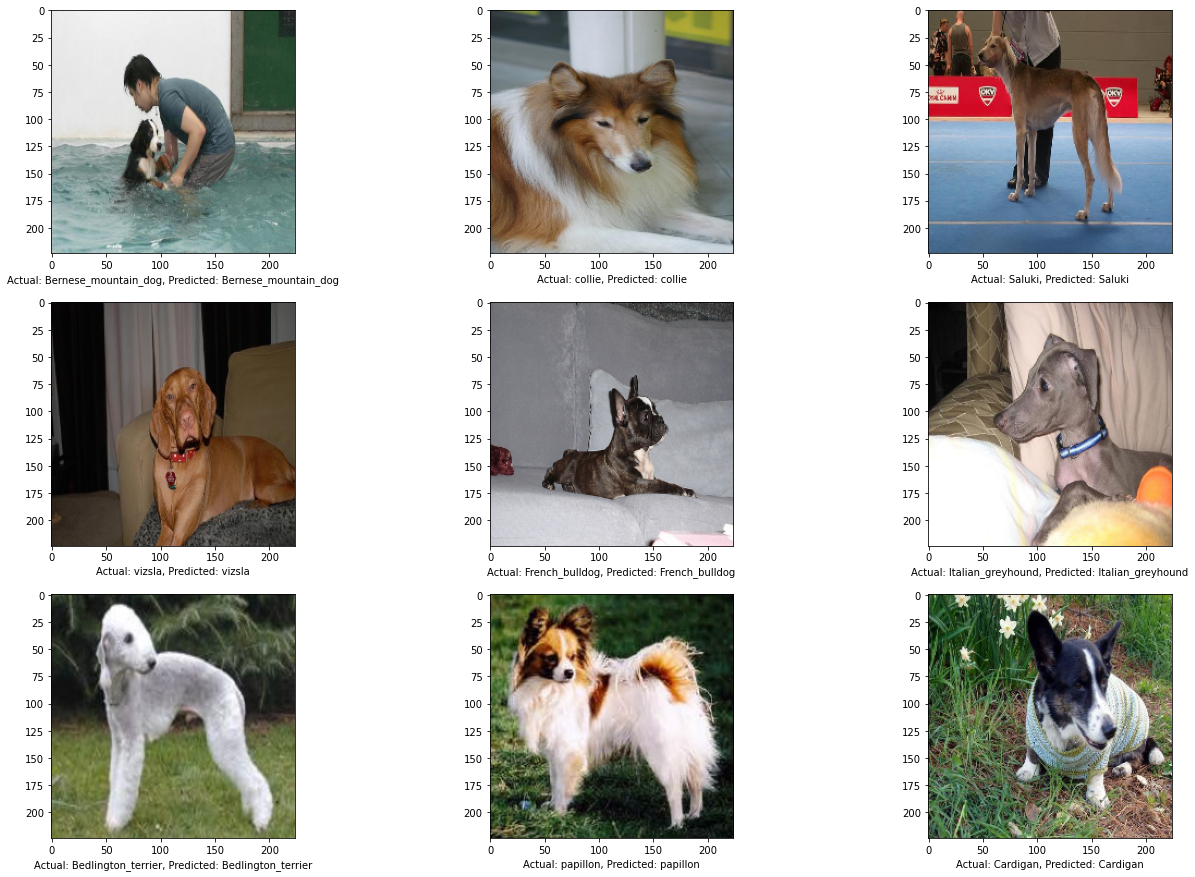 Dog Breed Image Classification Using Transfer Learning